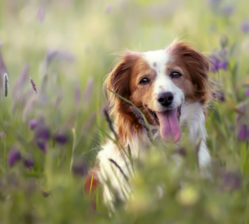 Dog in Meadow - Pets - Click N Save